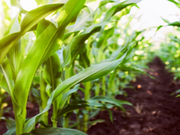 skylite trading agriculture